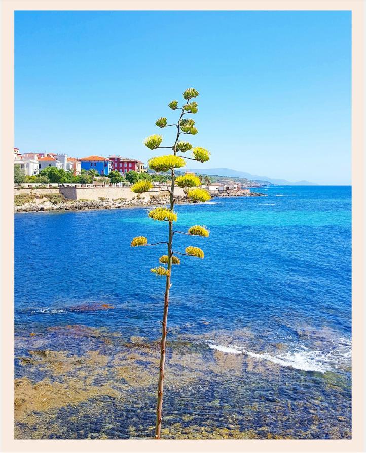 Villa La Rucchetta Alghero Eksteriør billede
